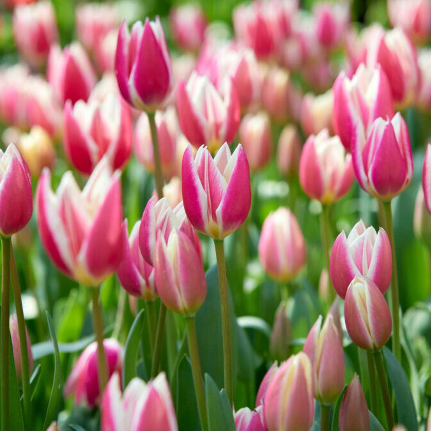 Tulpe 'Candy Apple Delight'